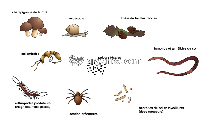 Réseau alimentaire des animaux du sol (à compléter) - infographie - gryphea.com